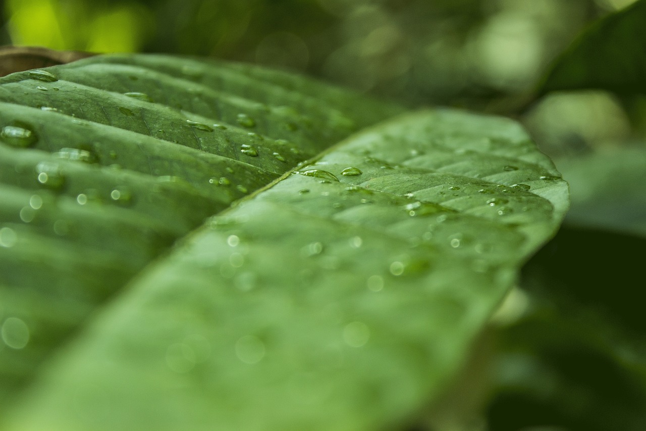 Best Plants for a Tropical Backyard Retreat